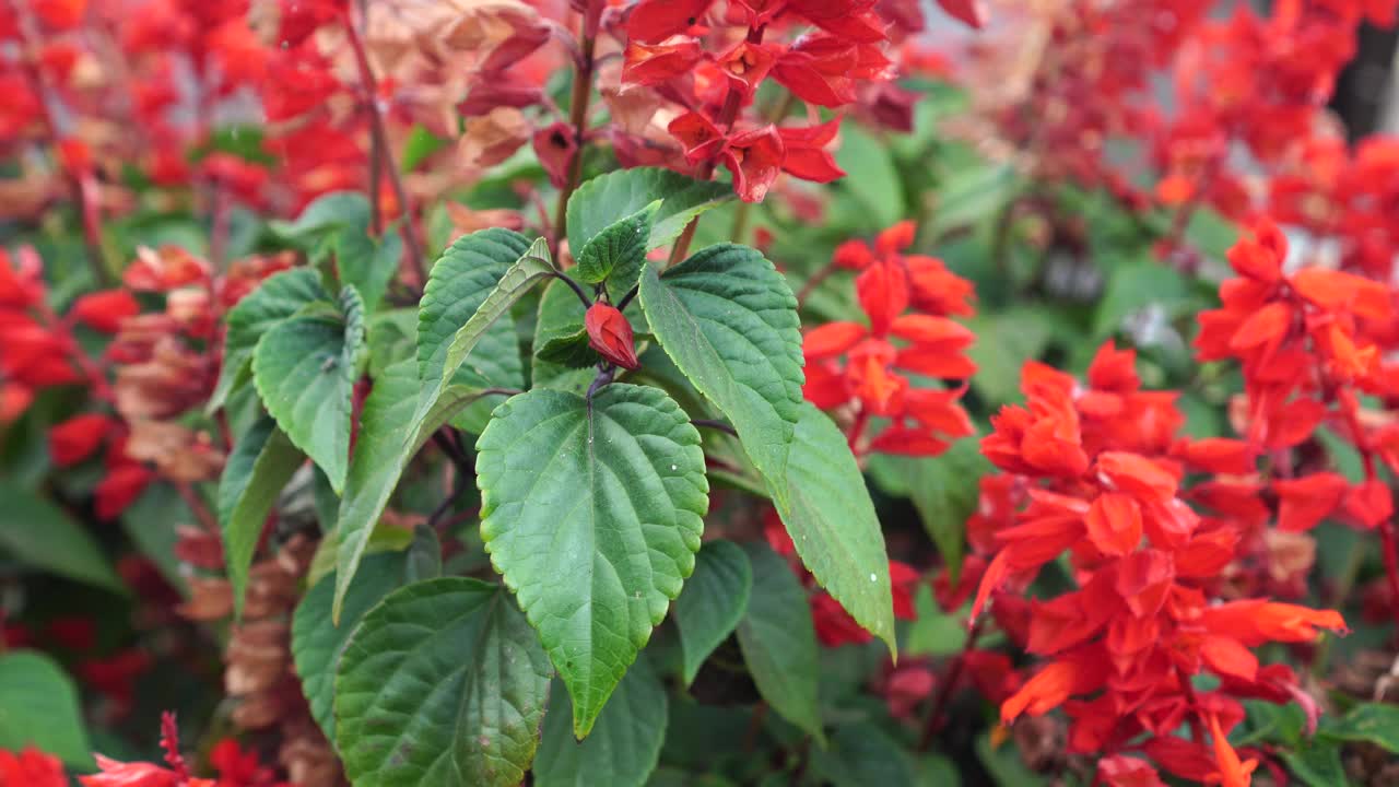 花园里的鲜红鼠尾草视频素材