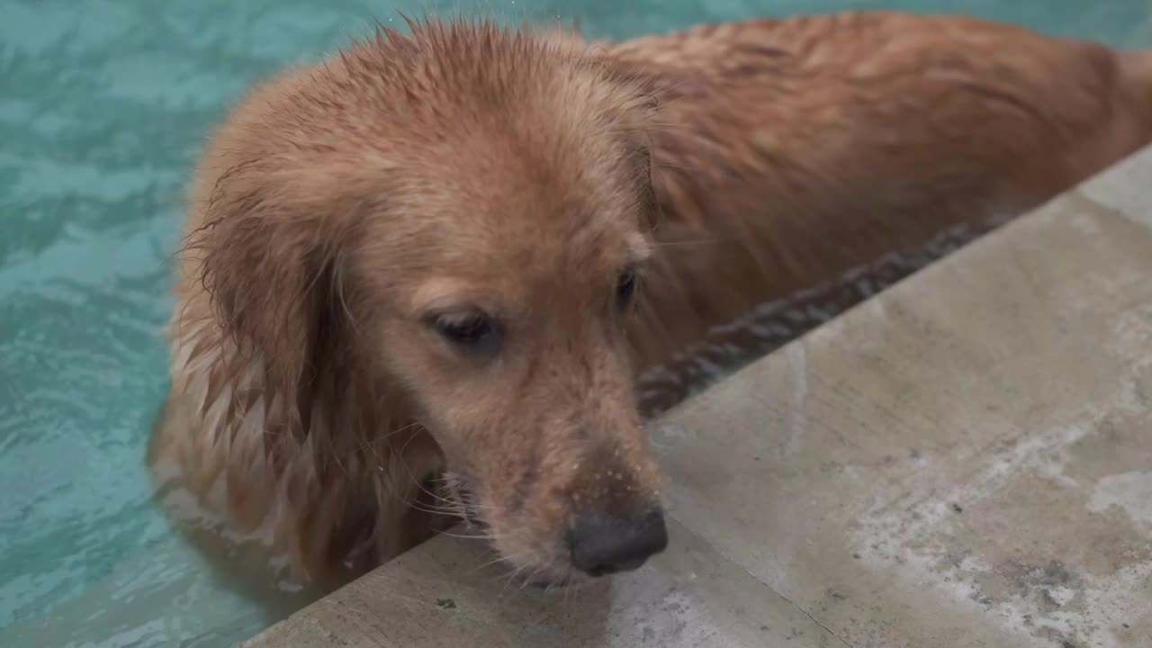 金毛猎犬在游泳池里视频素材