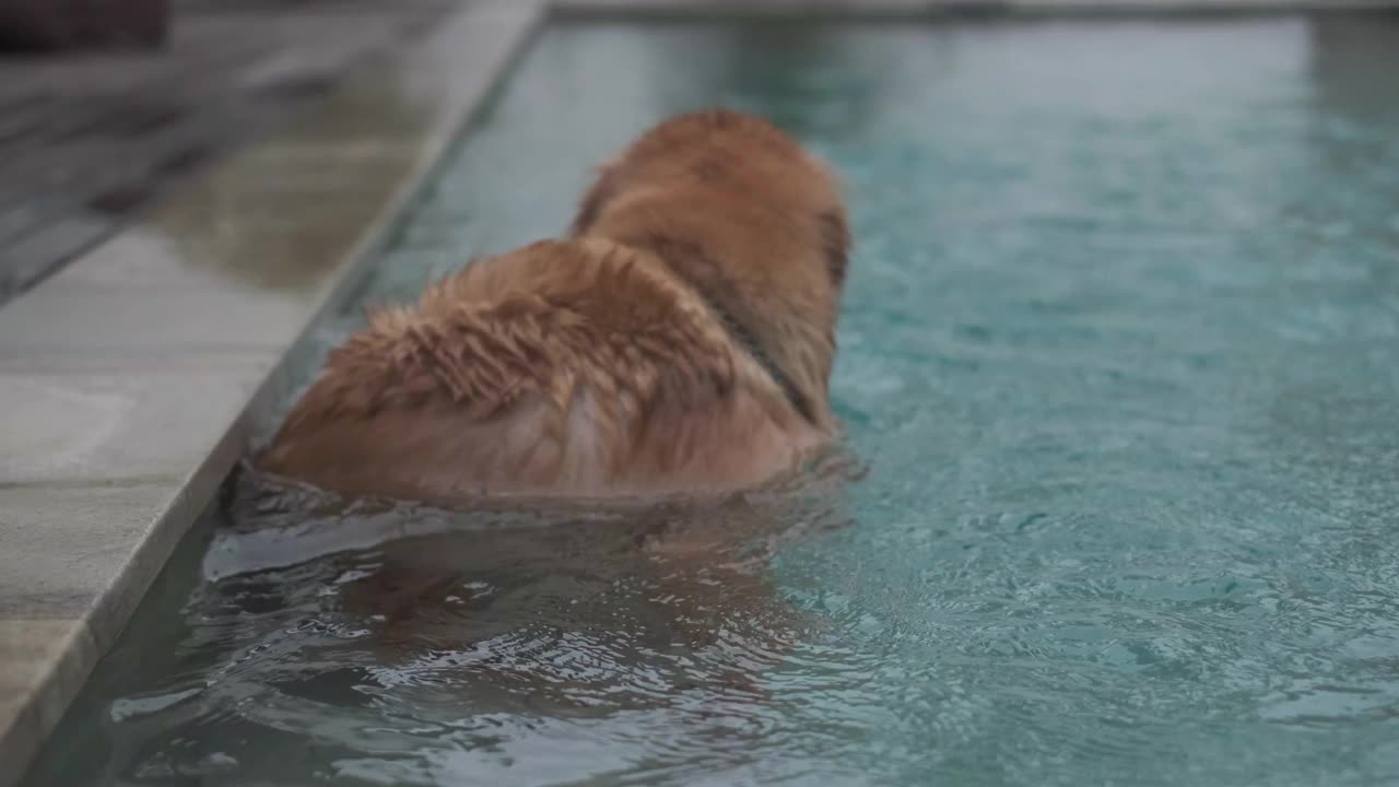 金毛猎犬在游泳池里游泳视频下载