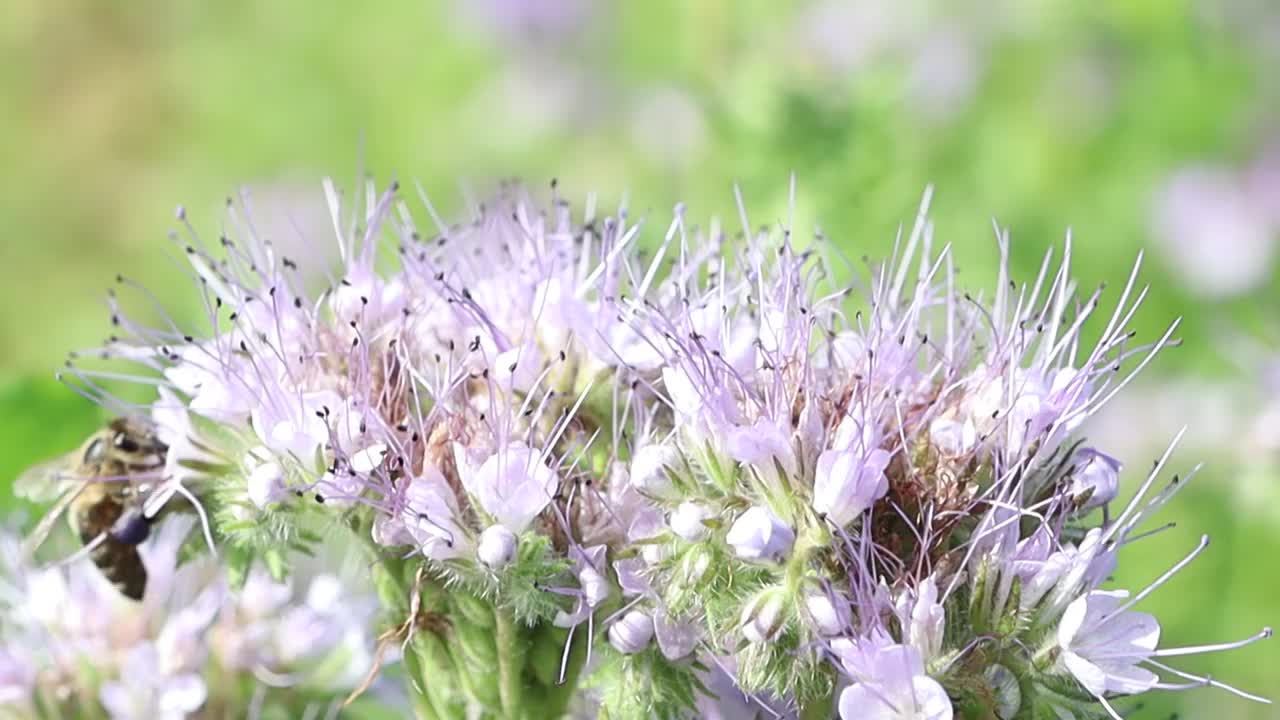 观看蜜蜂从紫色花朵中收集花粉的惊人细节视频下载