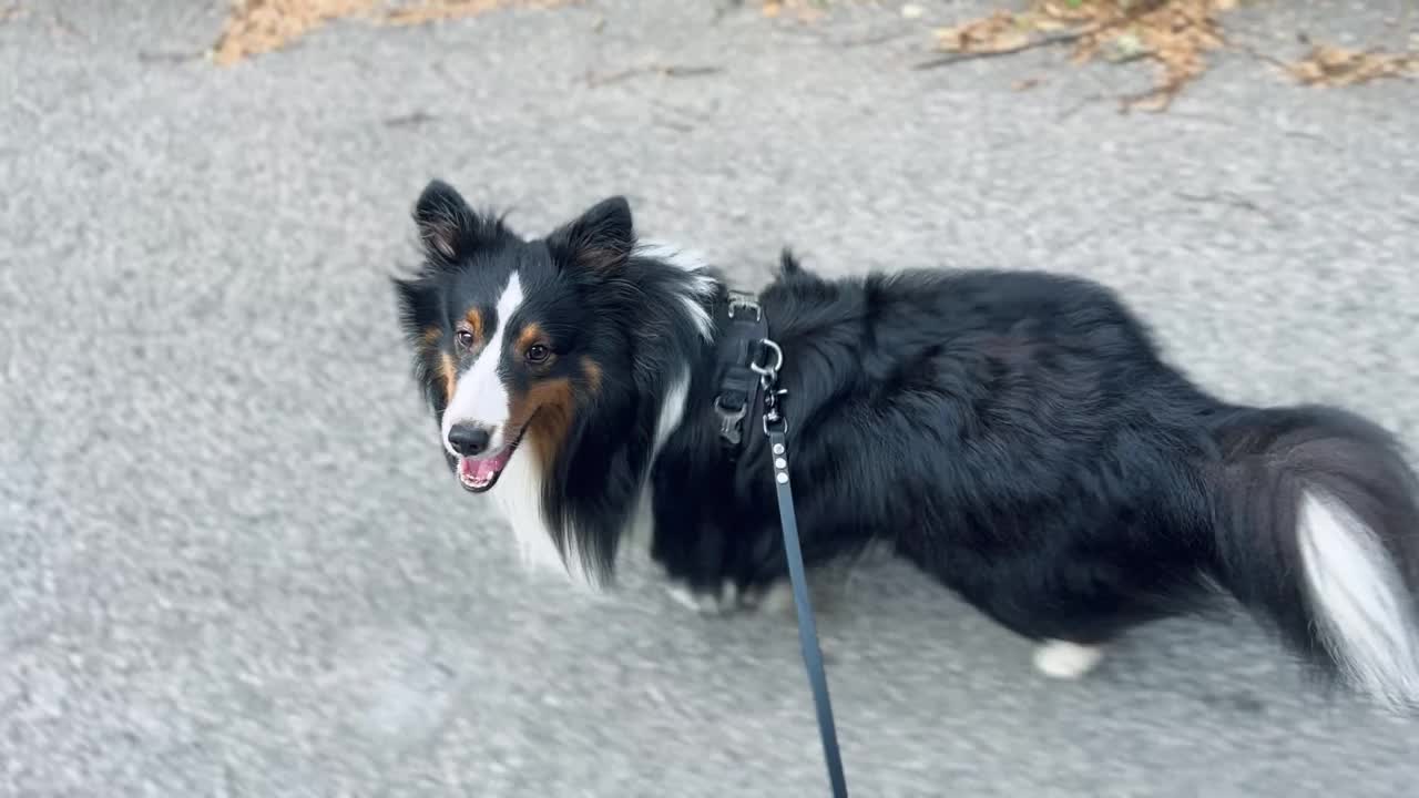 雪蒂牧羊犬在散步视频素材