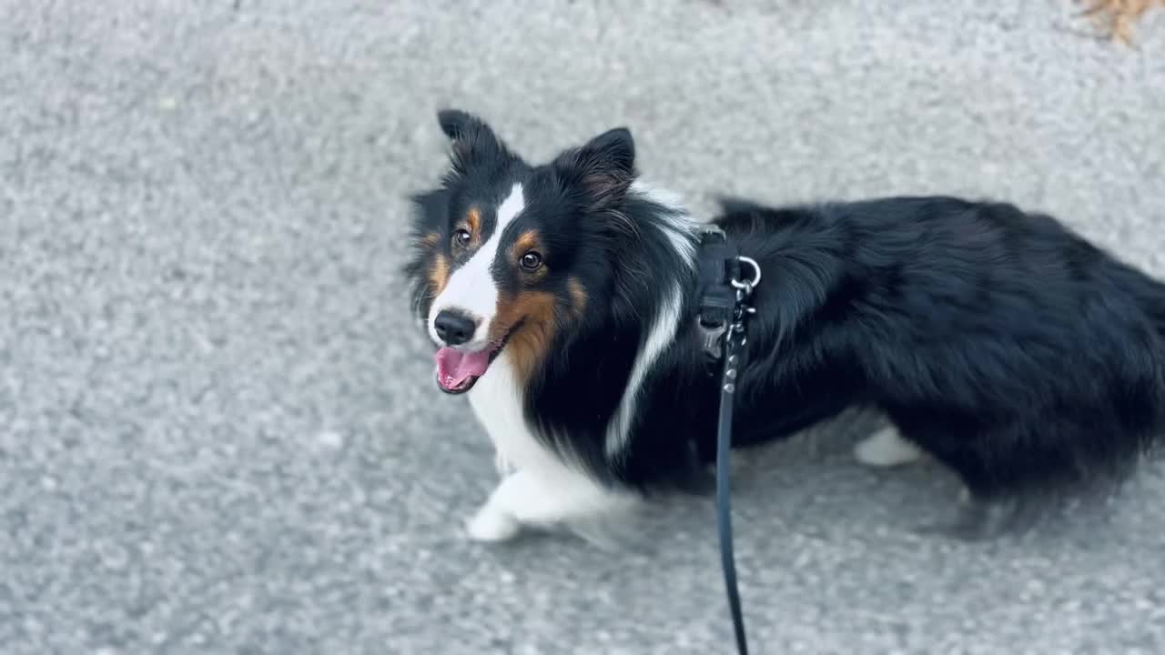 雪蒂牧羊犬在散步视频素材