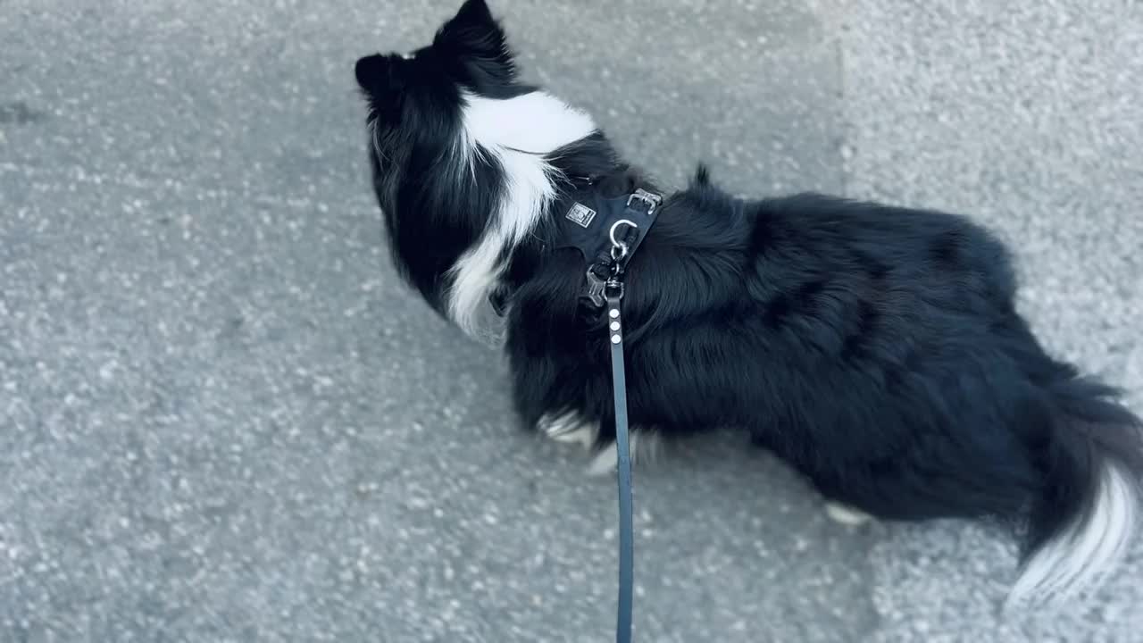 雪蒂牧羊犬在散步视频素材