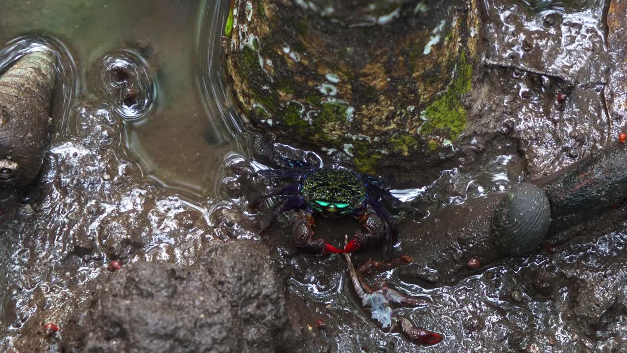 红树湿地，一只食腐死蟹的腿上发现的彩虹脸带状蟹，潮间带海洋野生动物生态系统的特写镜头。视频素材