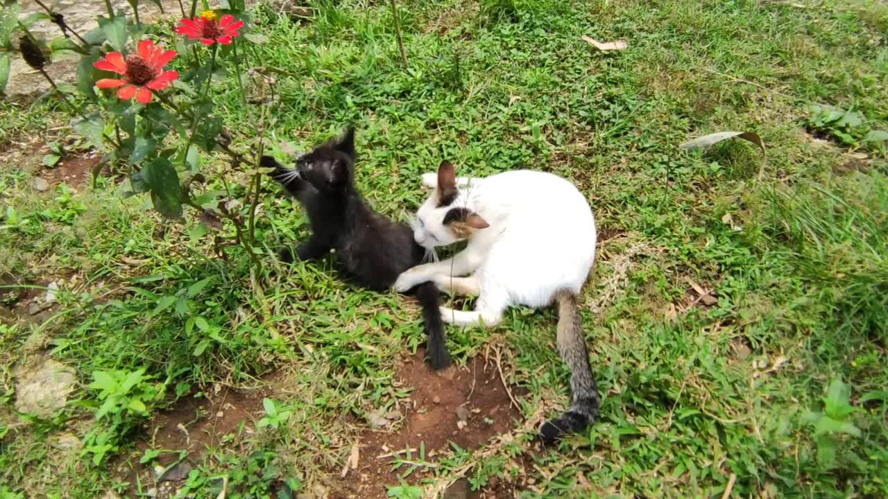 顽皮的小猫和猫妈妈在花园里视频下载