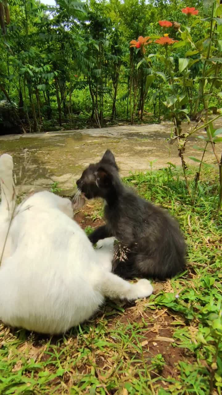 花园里顽皮的小猫和猫妈妈视频下载