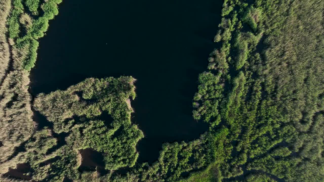 宁静的湿地:鸟瞰蓬勃发展的鸟类保护区视频素材