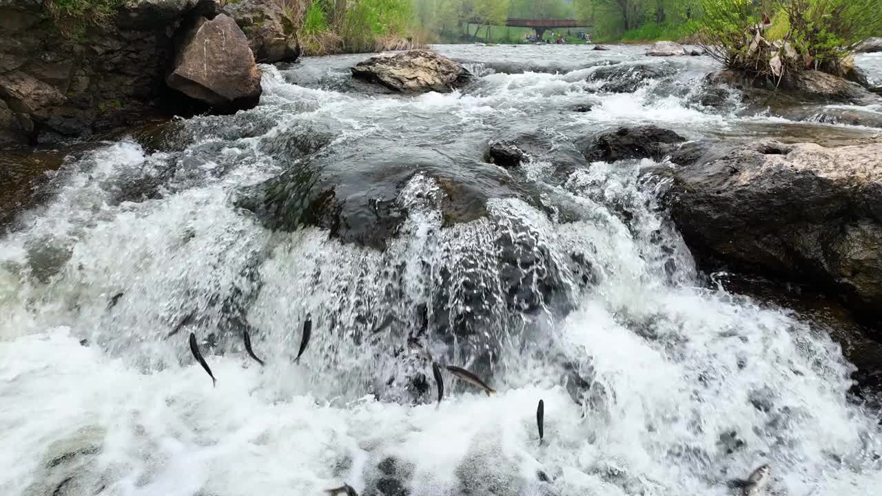 鳟鱼在起泡的水中与强劲的水流搏斗视频下载