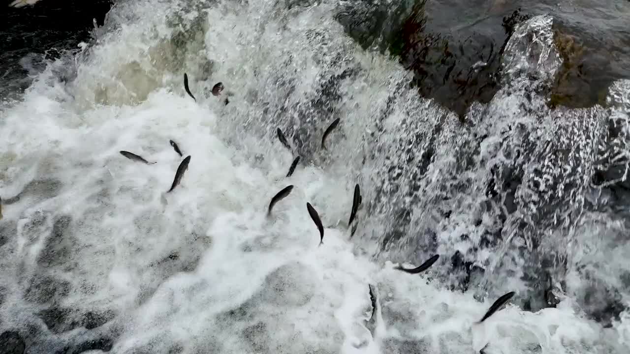 鳟鱼在起泡的水中与强劲的水流搏斗视频下载