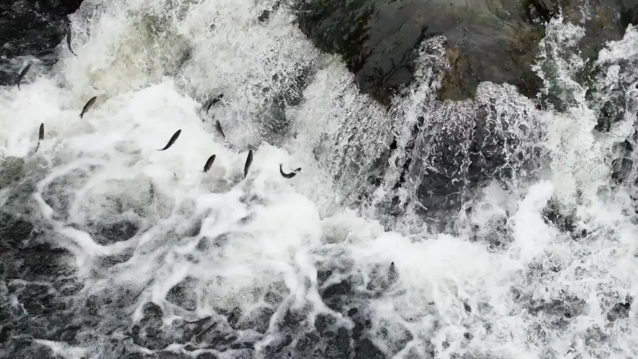 鳟鱼在起泡的水中与强劲的水流搏斗视频下载