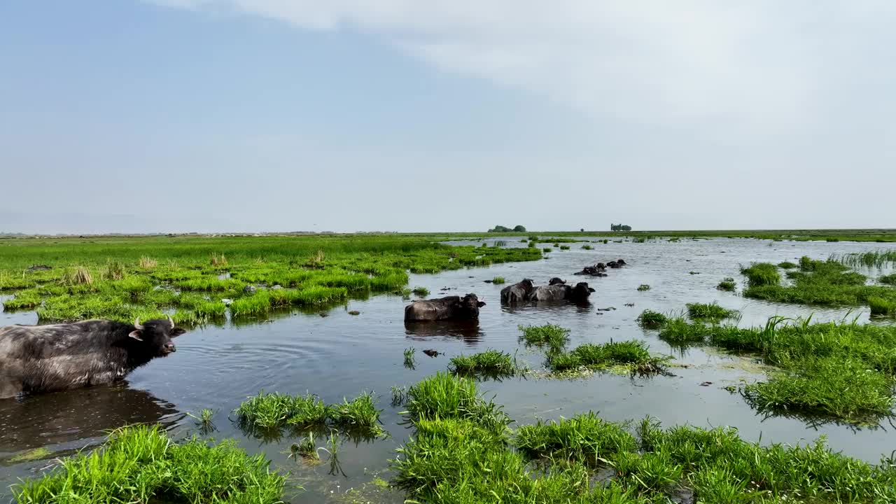 宁静的湿地景观，水牛和充满活力的倒影视频下载