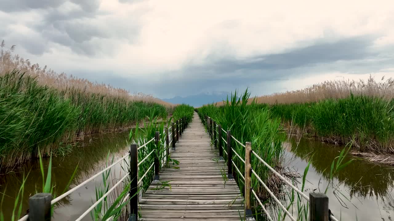 穿过茂密湿地的宁静木制小径视频下载