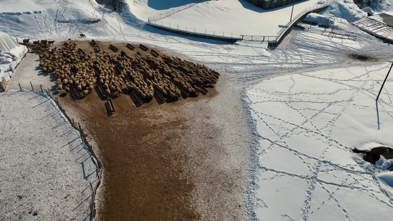 冬季羊群:雪中的喂养和同步运动视频下载