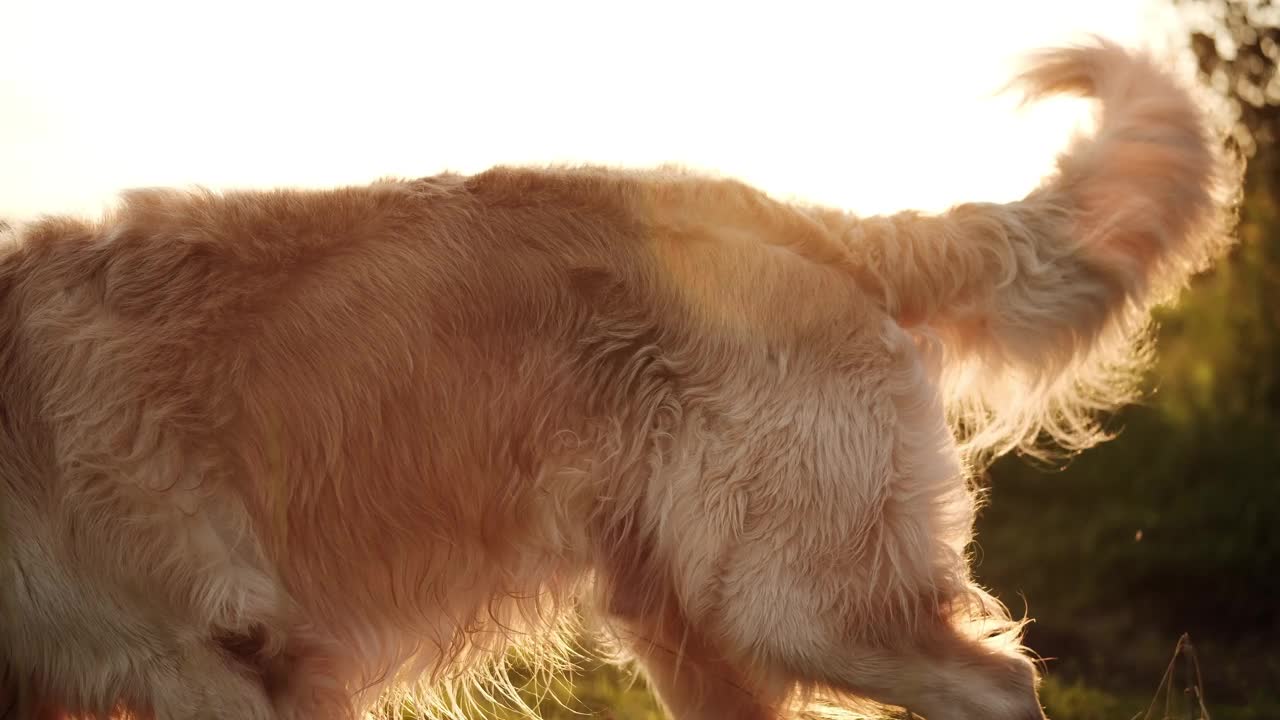 快乐的金毛猎犬在日落时分的田野里视频素材