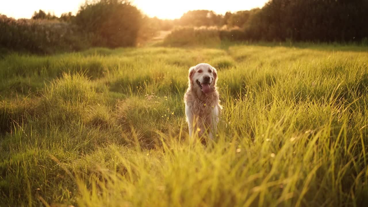 可爱的金毛猎犬在日落时分走在田野上视频素材