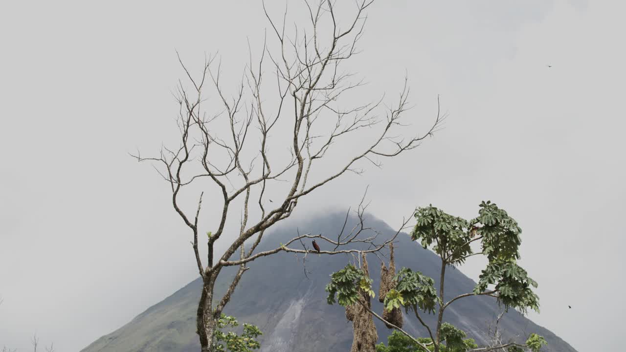 哥斯达黎加埃尔阿雷纳尔火山蒙特祖玛oropendola视频素材