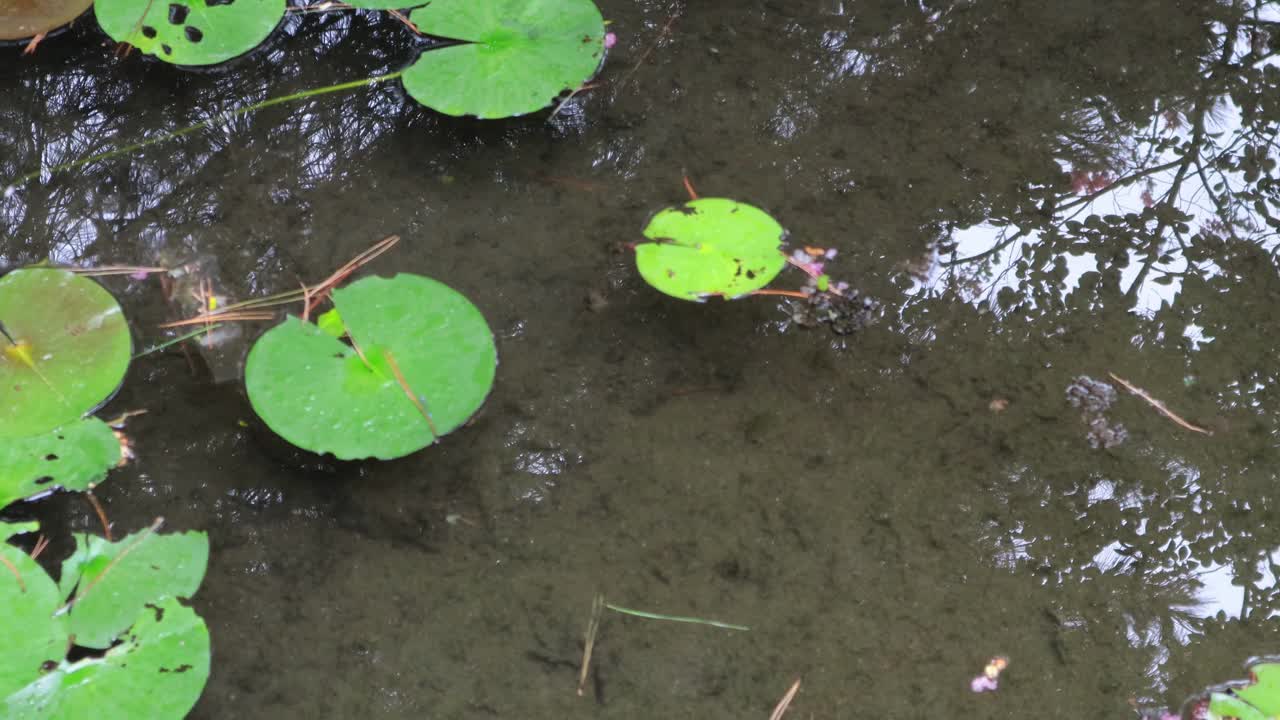 荷叶漂浮在池塘上，水面上倒映着树木和天空。视频素材