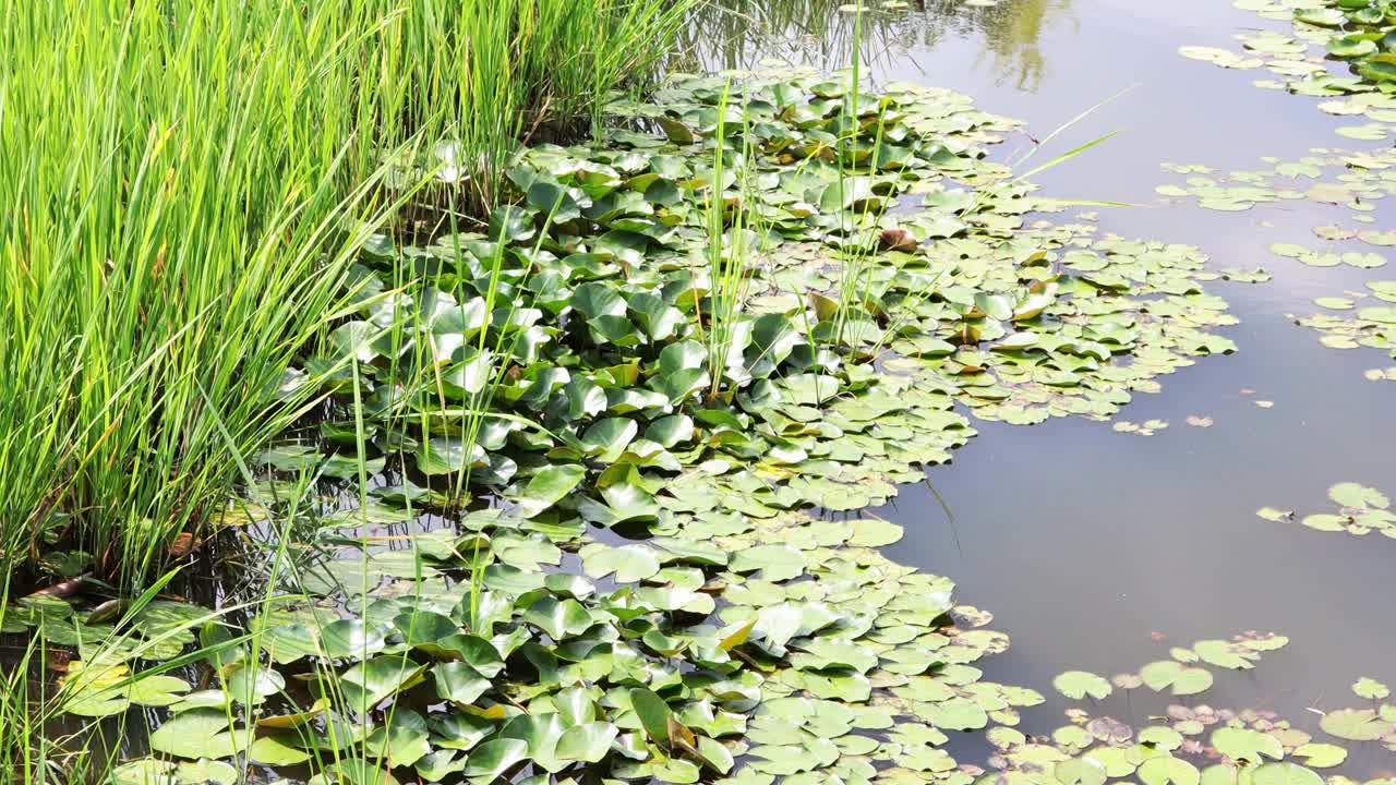 荷叶和池塘里的水草在风中摇曳视频素材