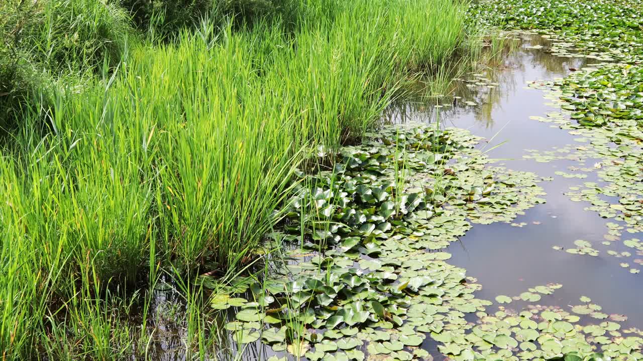 荷叶和池塘里的水草在风中摇曳。视频素材