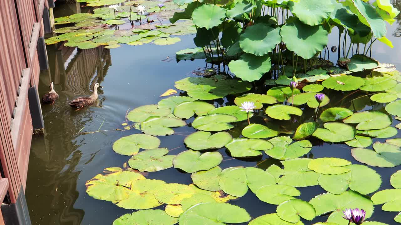 池塘里的水草随风摇曳，桥下的鸭子游来游去。视频素材