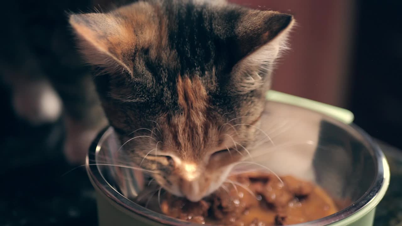 可爱的小猫吃着盘子里的软食，近距离拍摄视频素材