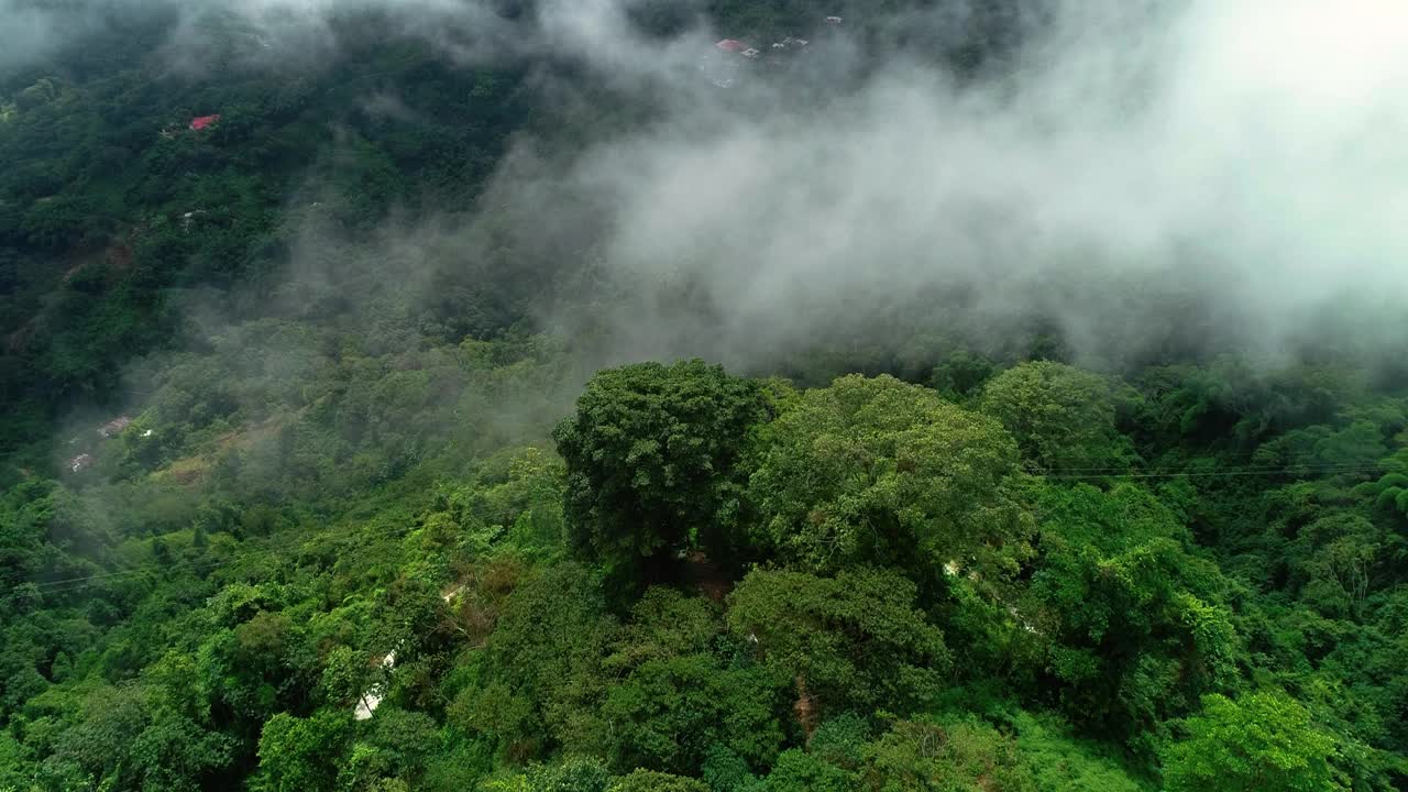 热带山林中被雾覆盖的树梢的近景航拍。视频素材