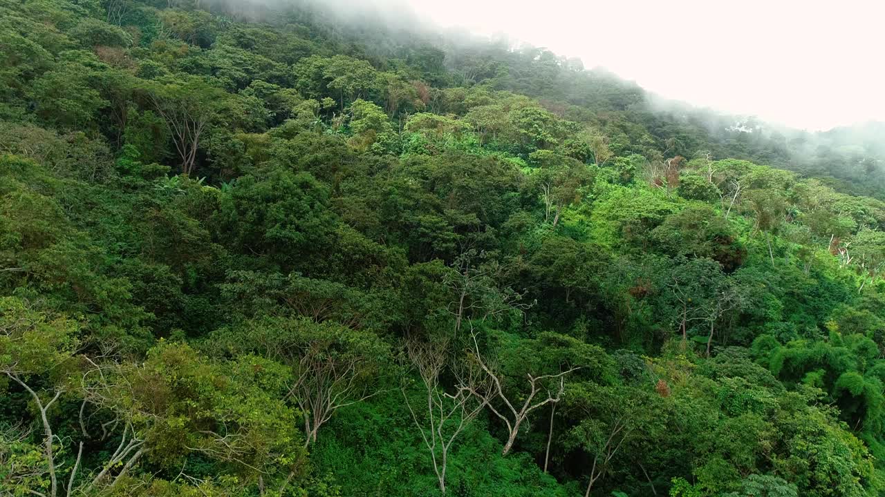 无人机拍摄的密卡热带雨林，雾气笼罩着热带树木。视频素材