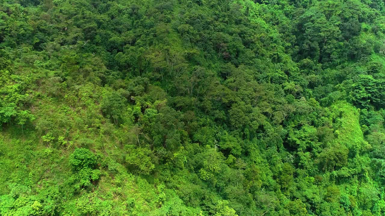 绿色热带丛林的特写，覆盖着山、树、草和植物。视频素材