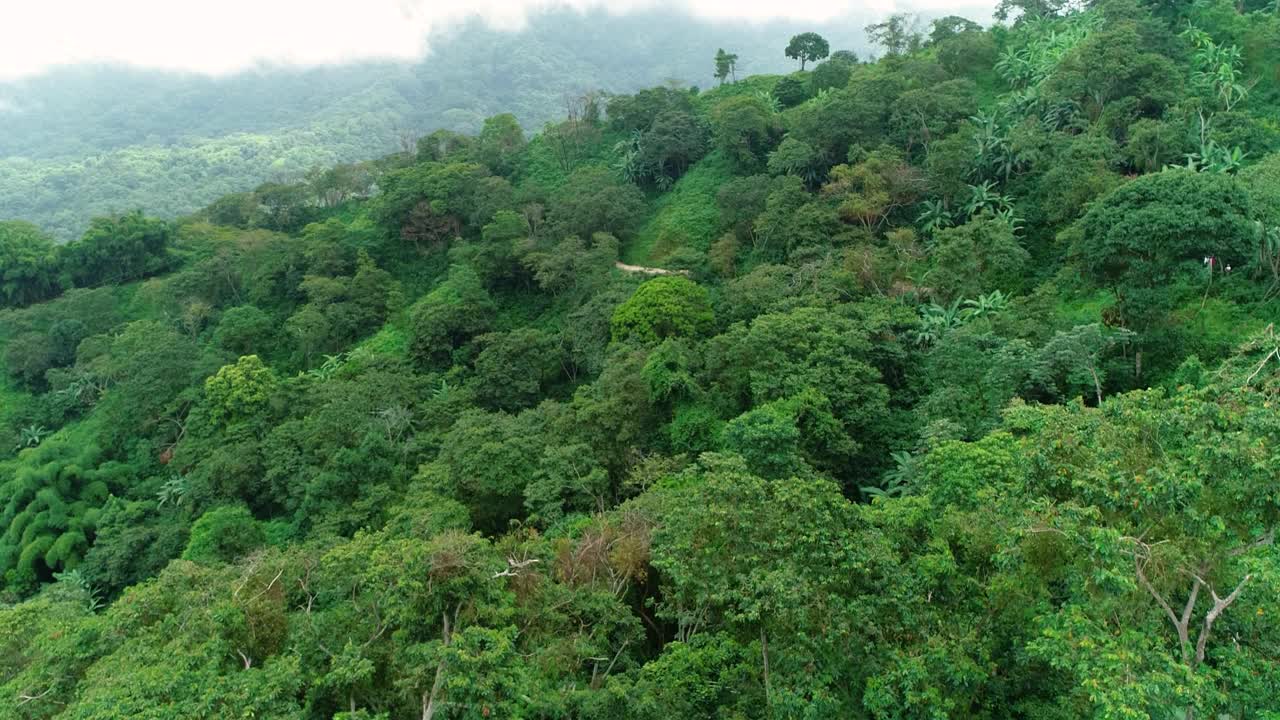 绿油油的山坡上，热带的树木和香蕉，山顶上笼罩着薄雾。视频素材