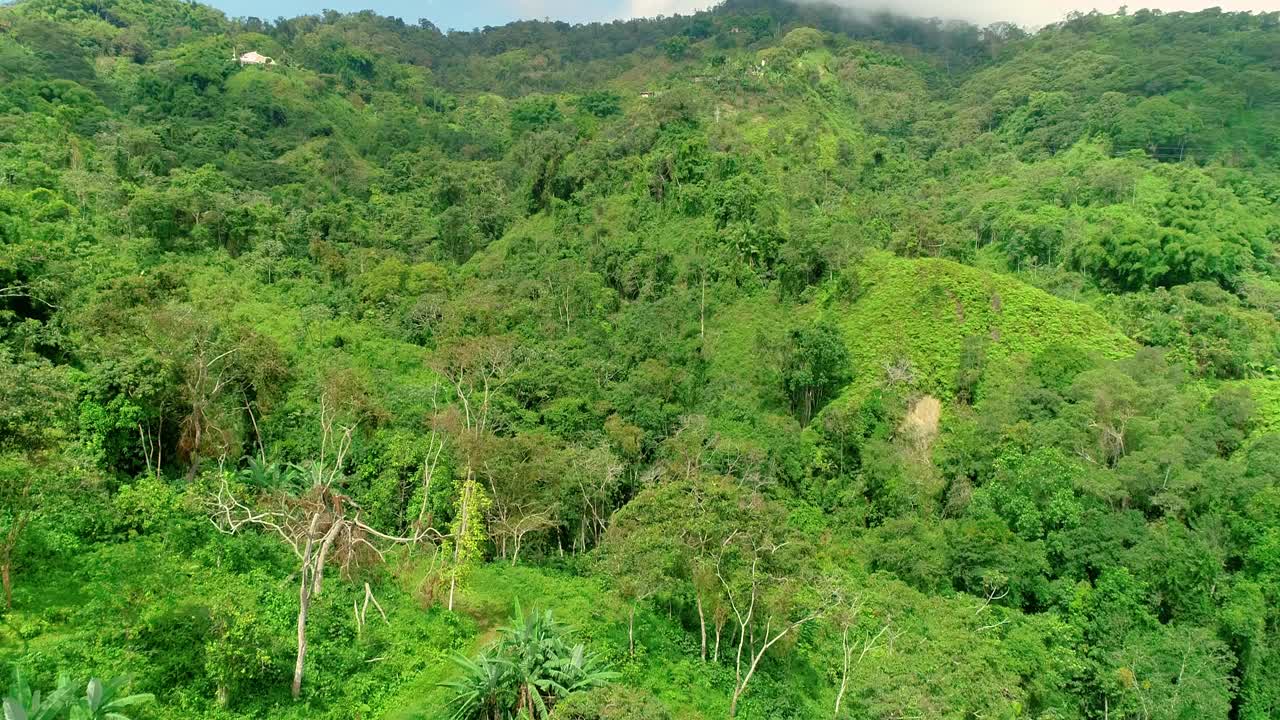 森林景观，绿色树冠在明卡，哥伦比亚，南美，鸟瞰图。视频素材