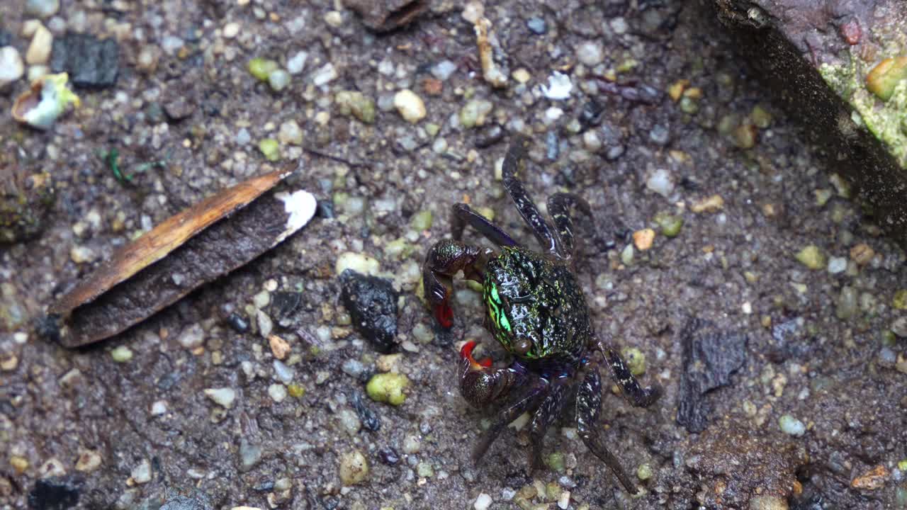 在退潮期间，一只巨大的面带蟹在鹅卵石潮滩上行走，在红树林湿地底部的沉积物上觅食，特写镜头。视频素材