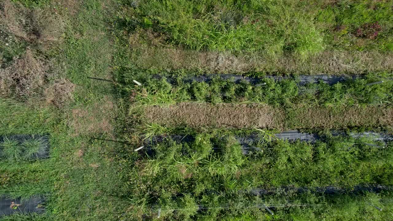 鸟瞰图捕捉杂草丛生的农场行与郁郁葱葱的植被视频下载