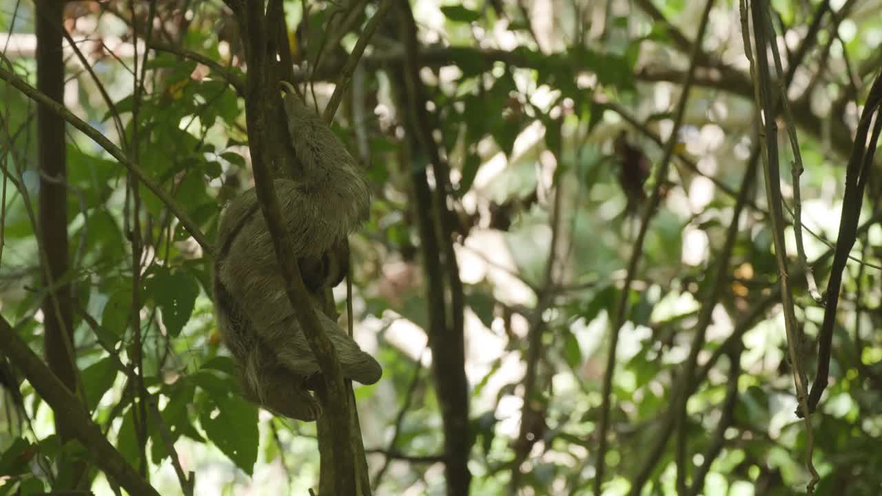 在哥斯达黎加睡觉的树懒视频素材