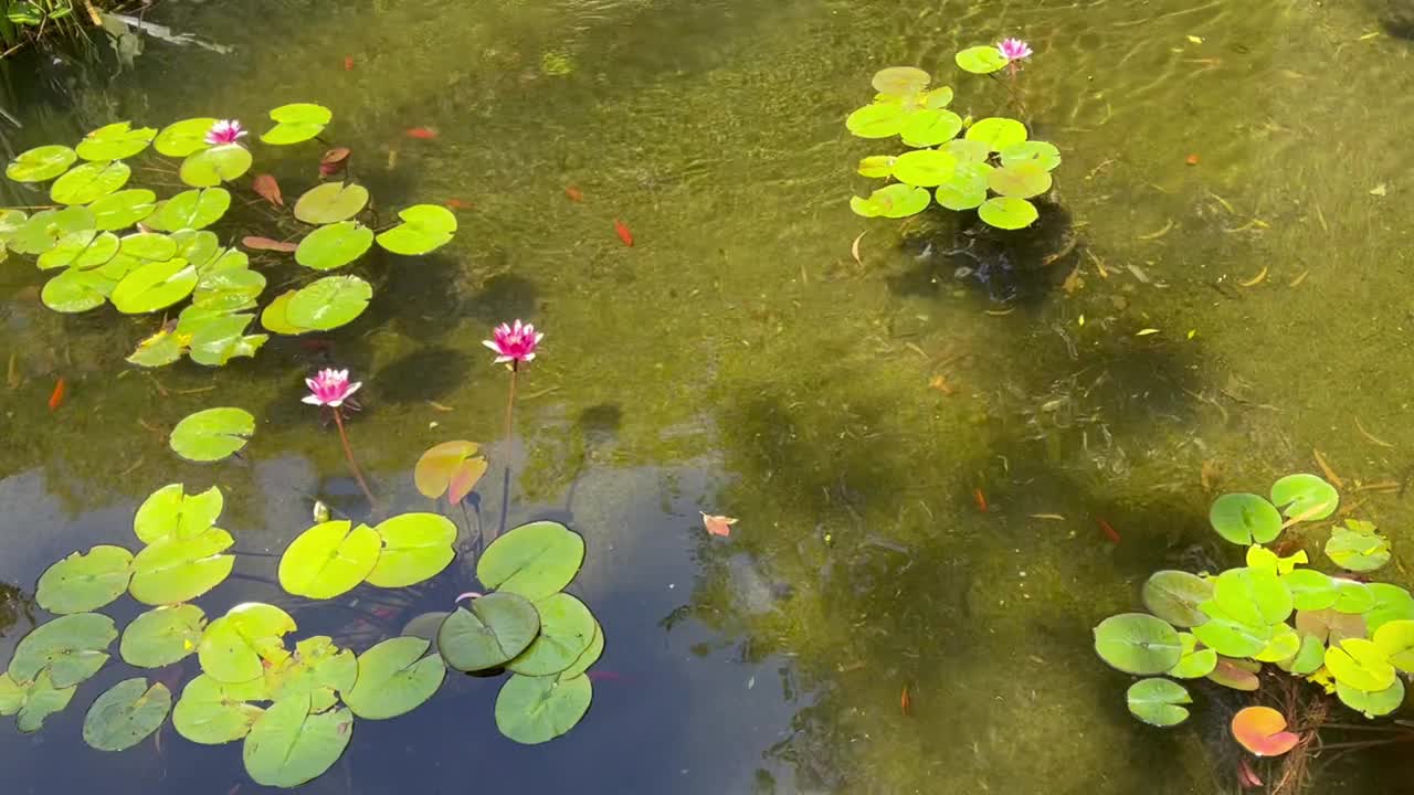 池塘里的锦鲤视频素材