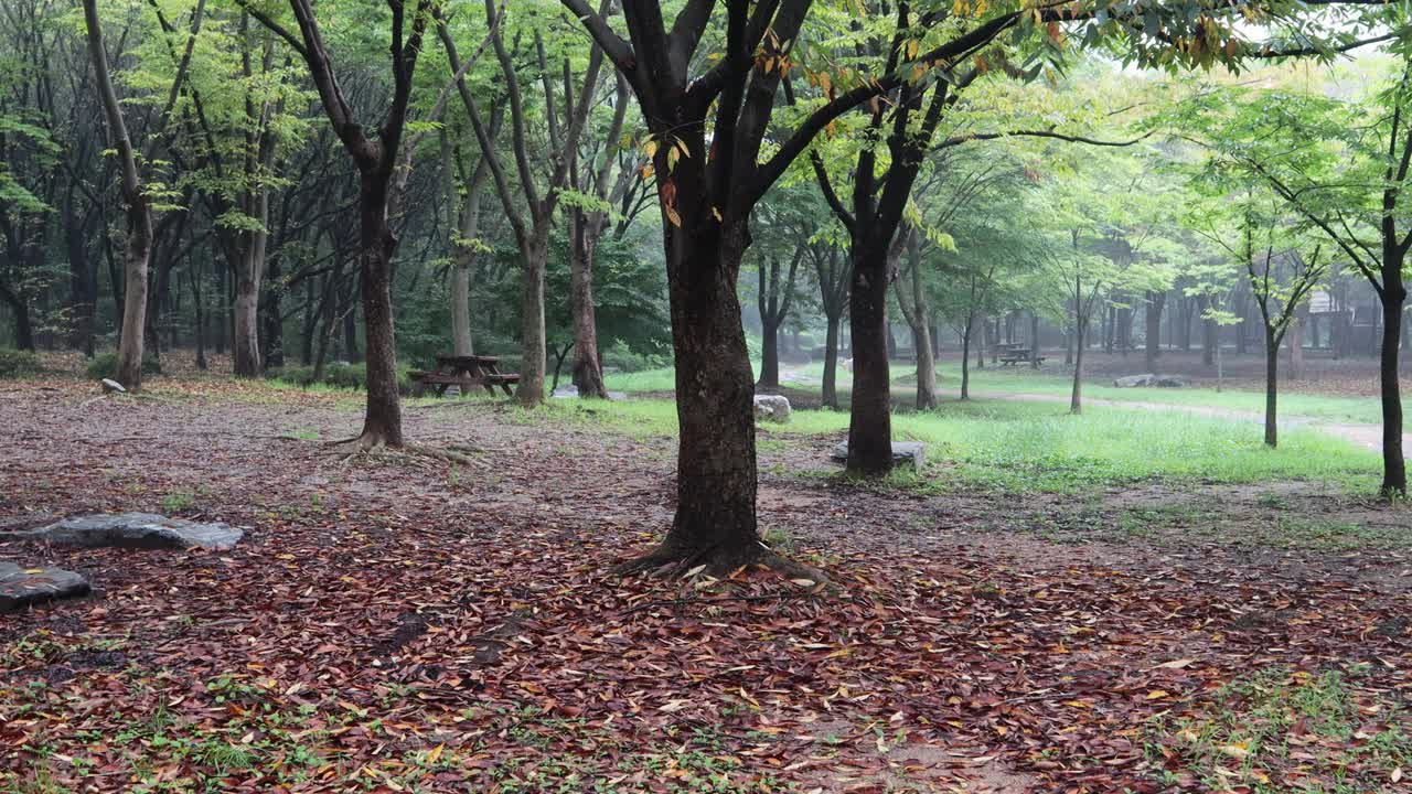 秋天到了，树叶开始变色，落在地上。视频下载