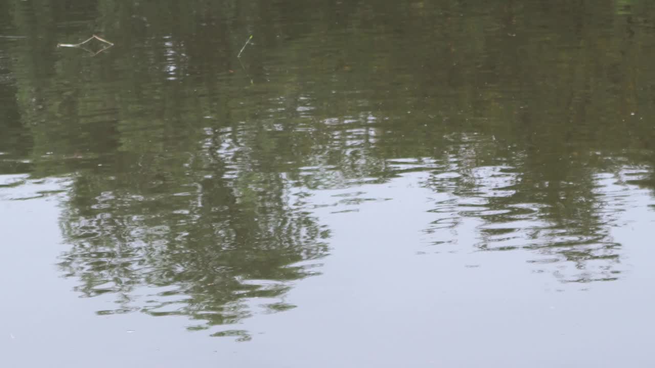 树木倒映在平静的湖水中。视频下载