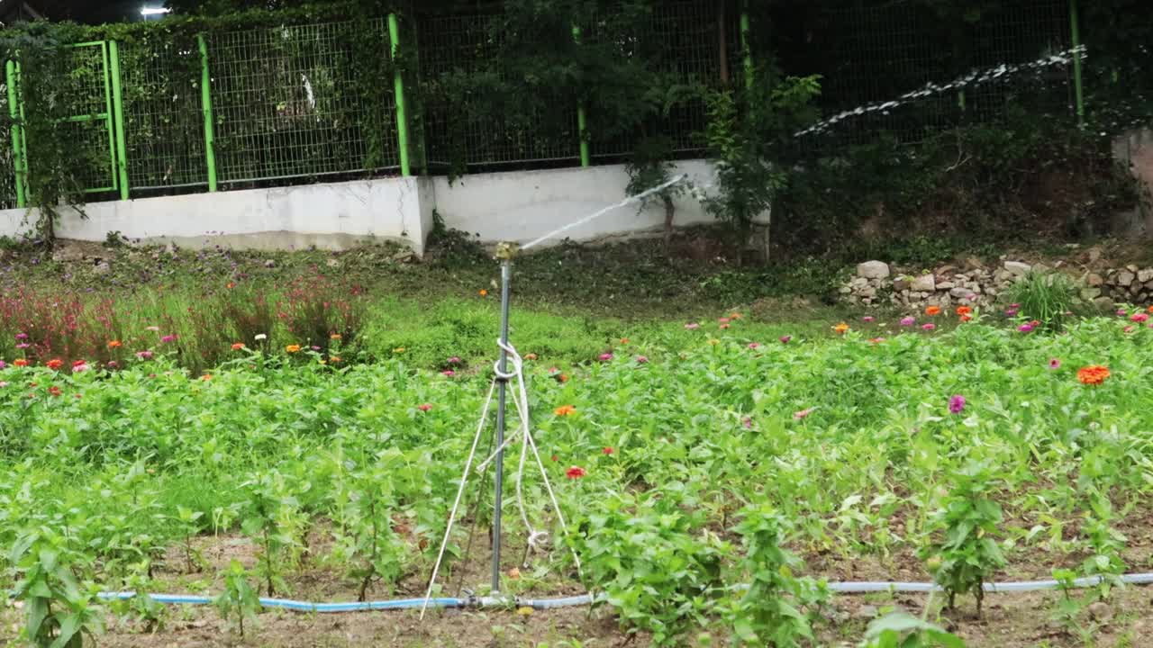 夏日里，洒水器给花园里的植物浇水。视频下载