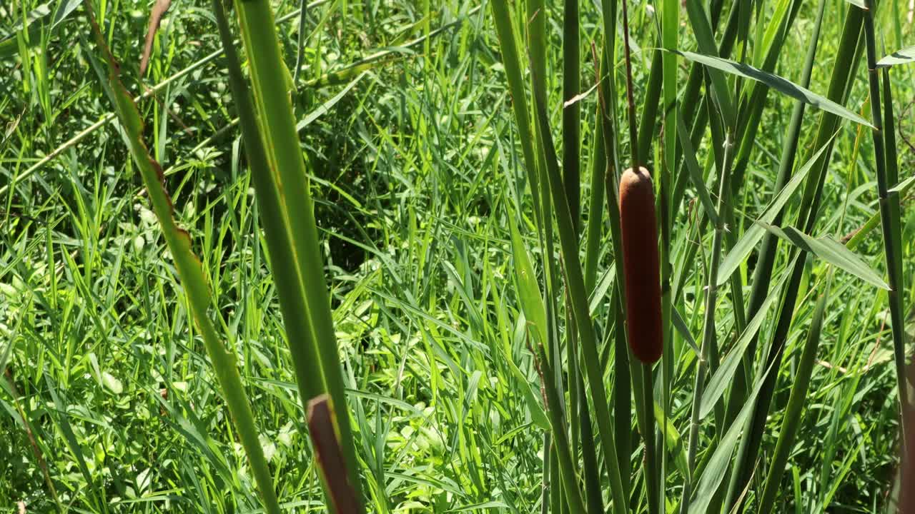 生长在池塘边的大芦苇在风中摇曳。视频下载