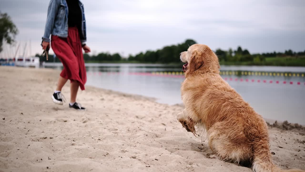 可爱的湿金毛猎犬和主人在海滩上玩耍视频素材