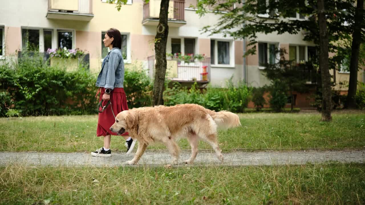 一名妇女带着她的金毛猎犬在城市里散步视频素材