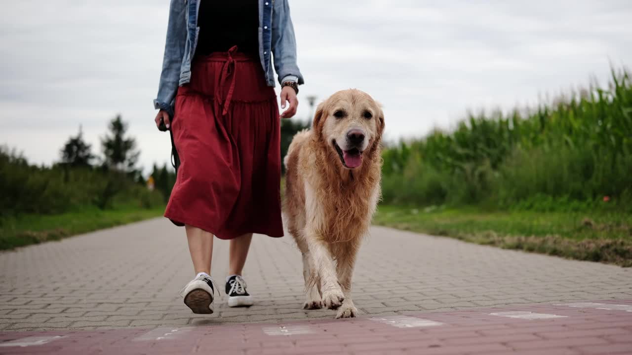 女主人与她的金毛猎犬散步视频素材