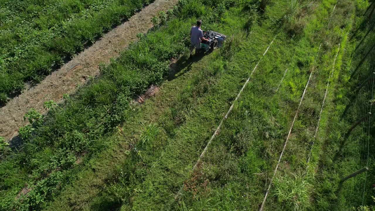 农民在一排排庄稼之间割草视频下载