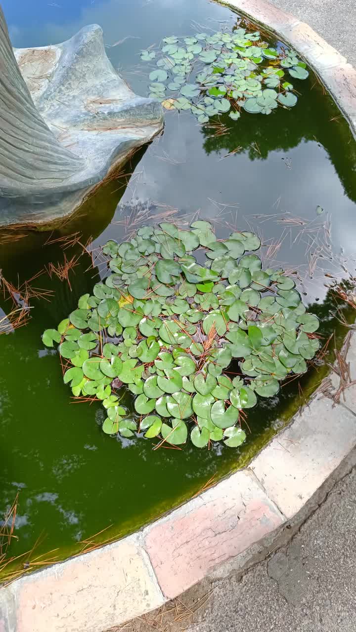 放大池塘里的睡莲视频下载