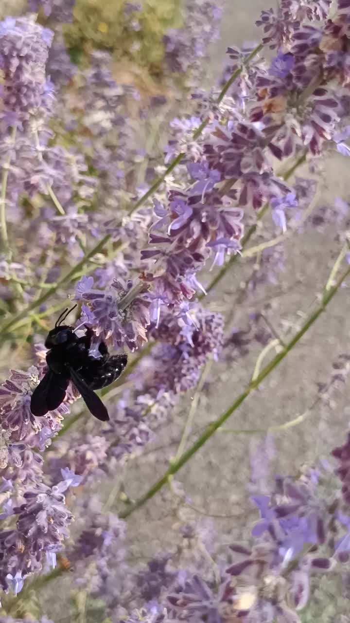 木蜂，特写，在一朵紫色的花上觅食视频下载