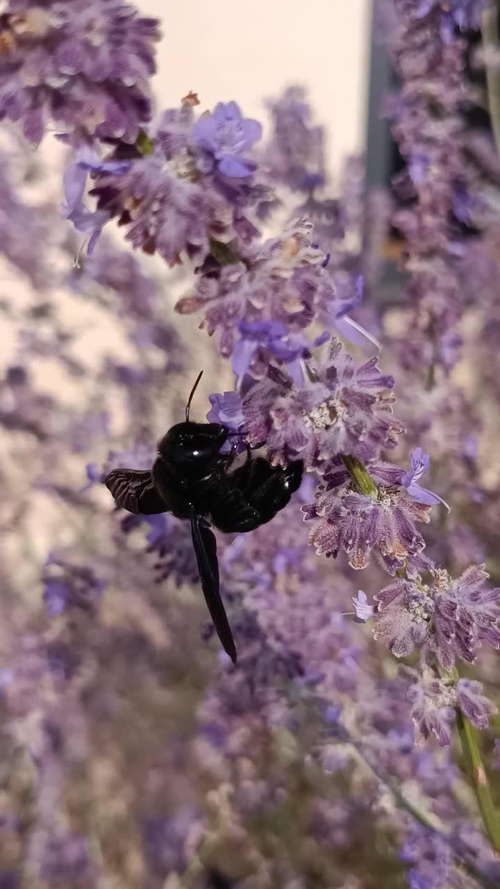 木蜂，特写，在一朵紫色的花上觅食视频下载