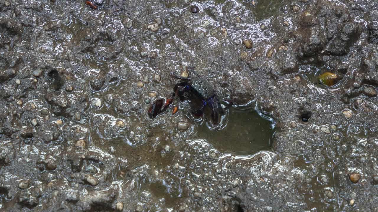 退潮时，小面带蟹在红树林湿地的潮塘觅食，海蜗牛躺在泥滩上。视频素材