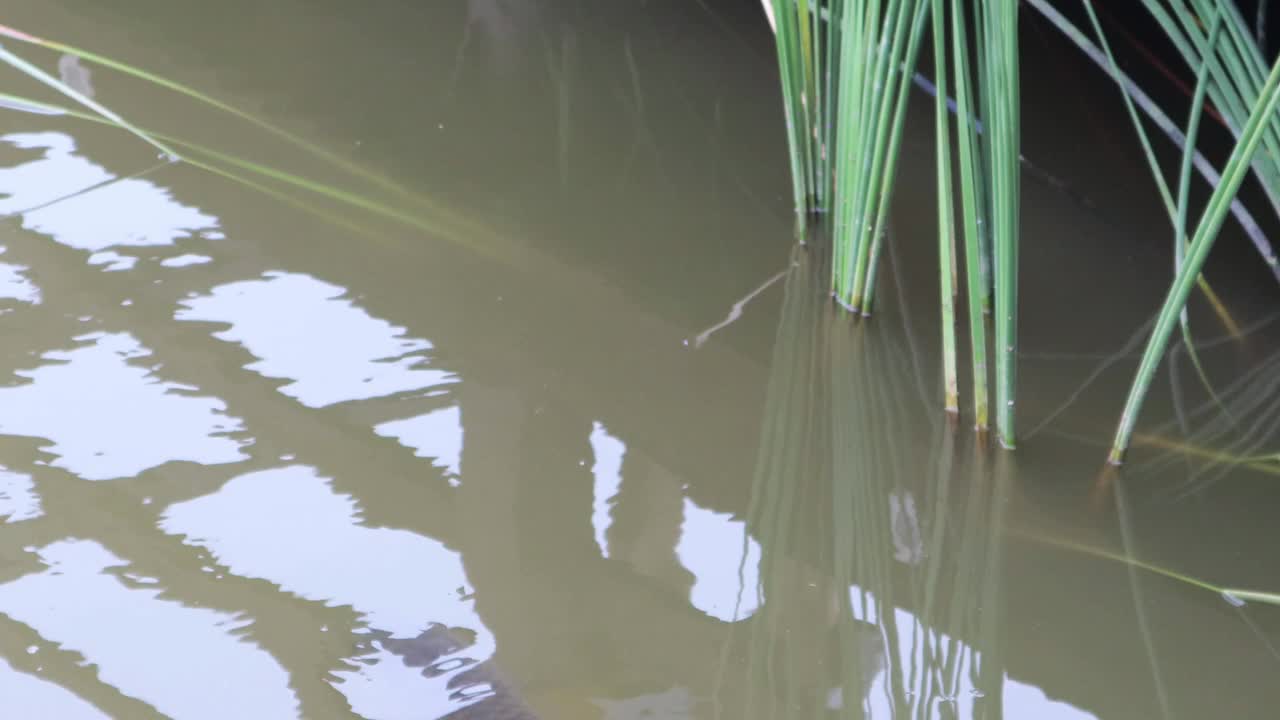 公园里浑浊的湖中满是水生植物和鲤鱼视频素材