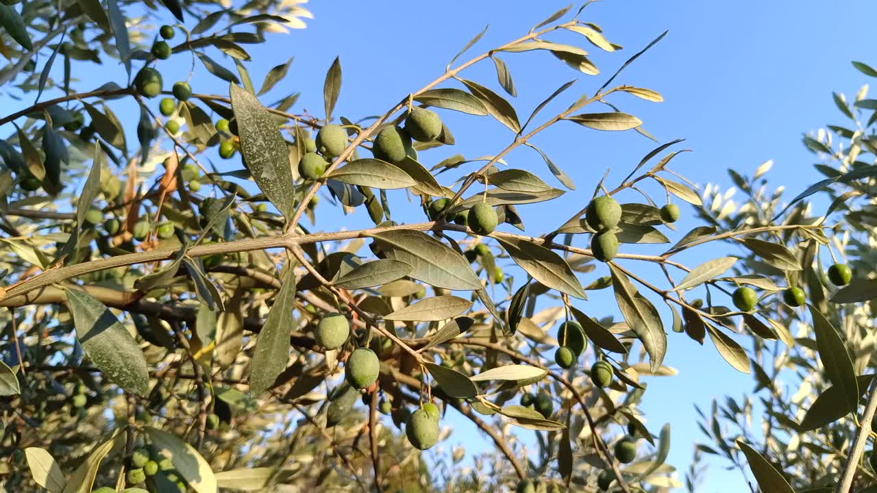 橄榄枝，特写，蓝天下视频下载