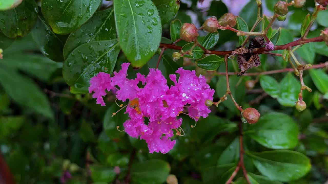 明亮的粉红色花朵盛开在雨后潮湿的绿叶上，特写镜头视频素材