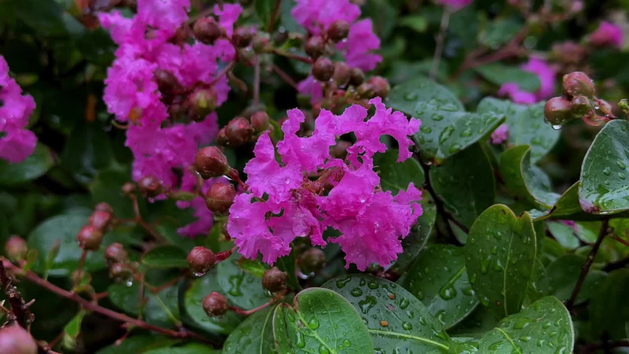 在郁郁葱葱的花园里，布满雨滴的粉红色花朵视频素材